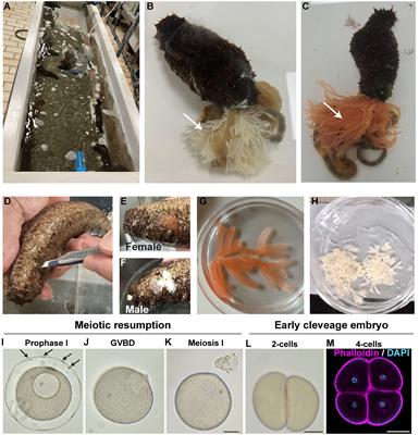 Larval development of Holothuria tubulosa, a new tractable system for evo-devo
